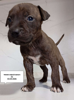 Америкакнский питбультерьер . Мальчик.