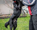 Собаки в Москве: Черный красавец Эдик, самый верный в мире пес в добрые руки Мальчик, 10 руб. - фото 8