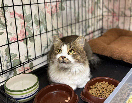 Пушистый котик в добрые руки