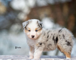 Собаки в Москве: Австралийская овчарка, щенок аусси Девочка, 150 000 руб. - фото 9