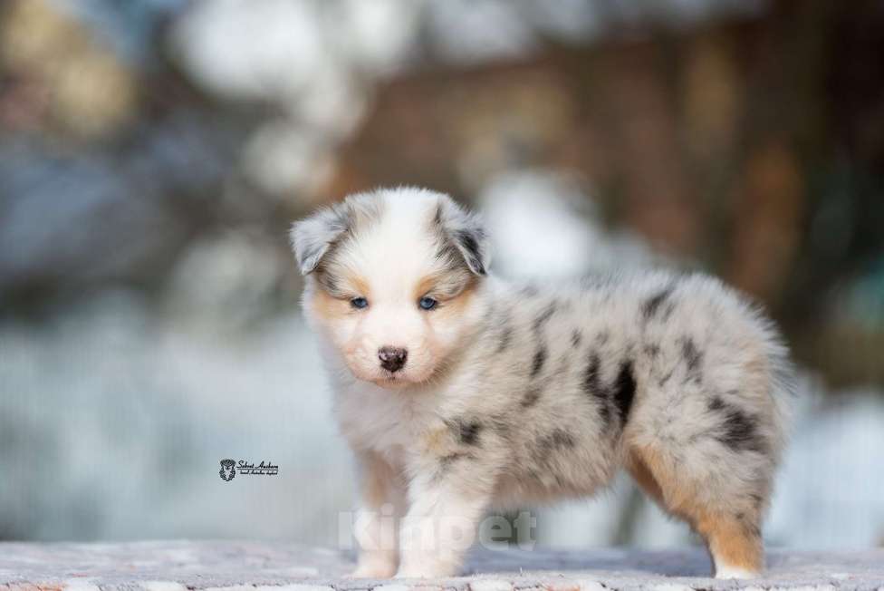 Собаки в Москве: Австралийская овчарка, щенок аусси Девочка, 150 000 руб. - фото 9