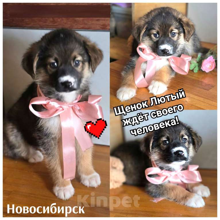 Собаки в Новосибирске: Щенок Лютый Мальчик, Бесплатно - фото 1