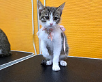 Кошки в Москве: В добрые руки котята Девочка, Бесплатно - фото 4