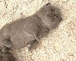 Кошки в Москве: Британский котенок  Мальчик, Бесплатно - фото 5