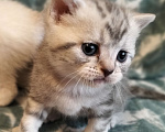 Кошки в Набережных Челнах: Шустрик Мальчик, 3 000 руб. - фото 1