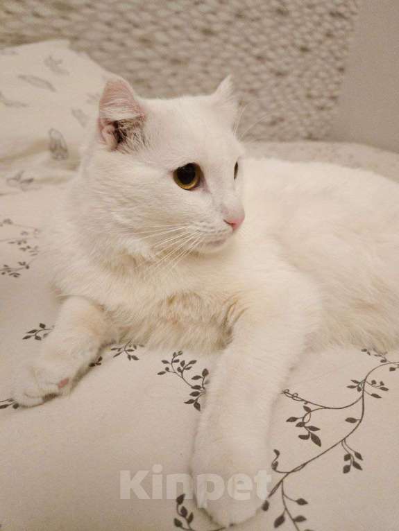 Кошки в Москве: Стюарт ищет дом Мальчик, Бесплатно - фото 1