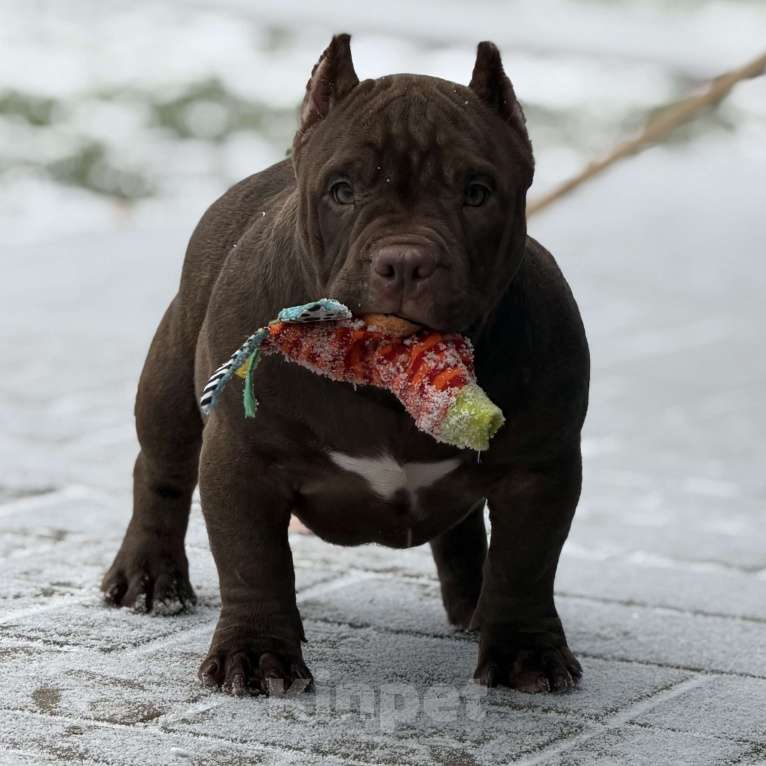 Собаки в других городах Московской области: Американский булли Девочка, 130 000 руб. - фото 1