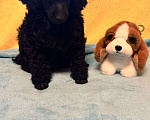 Собаки в Москве: Пудель миниатюра Мальчик, Бесплатно - фото 4