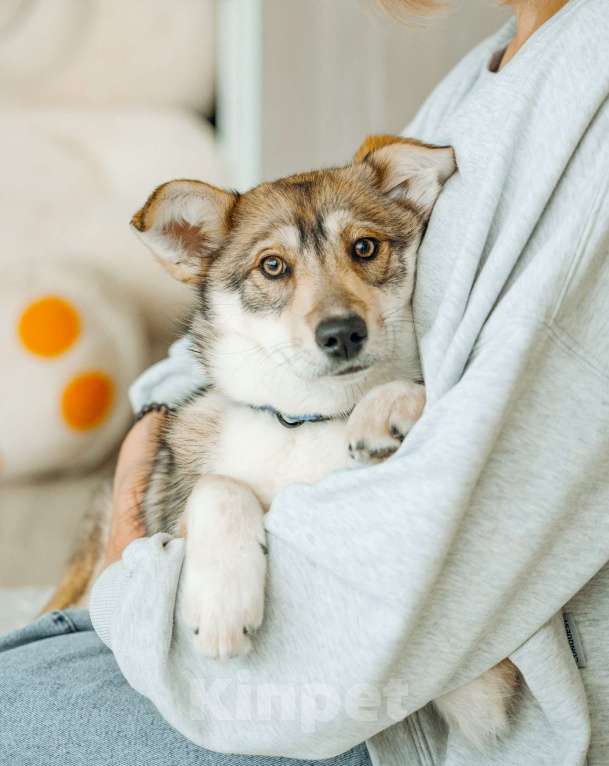 Собаки в Москве: Щенок бесплатно в Москве Девочка, Бесплатно - фото 6