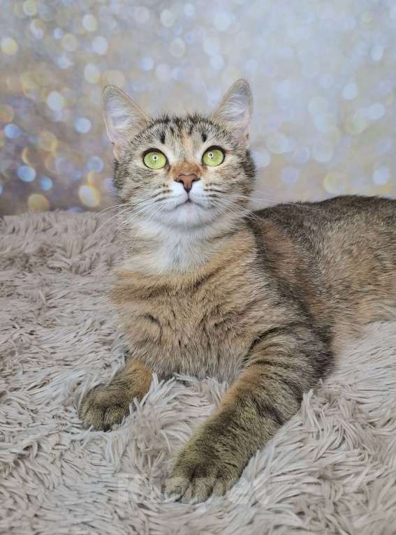 Кошки в Москве: Важена будет на выставке-пристройстве в Москве Девочка, Бесплатно - фото 1