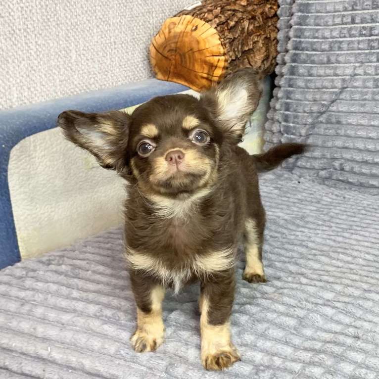 Собаки в Москве: Щенки чихуахуа Девочка, Бесплатно - фото 2