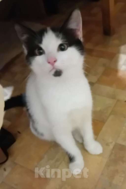 Кошки в Самаре: Чудесный наидобрейший котейка Мальчик, Бесплатно - фото 1