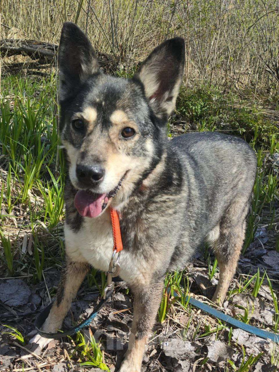 Собаки в Москве: Спокойная Габи ищет дом Девочка, Бесплатно - фото 3