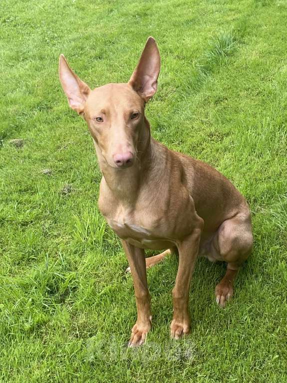 Собаки в других городах Московской области: Фараонова собака Мальчик, 25 000 руб. - фото 5