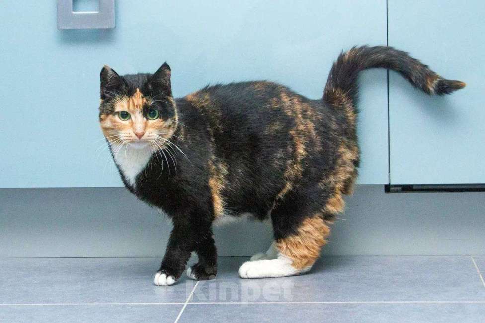 Кошки в Москве: Кошка Буся подарит вам спокойствие и любовь Девочка, Бесплатно - фото 4