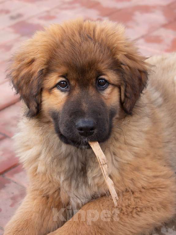 Собаки в Москве: Булка Девочка, Бесплатно - фото 1