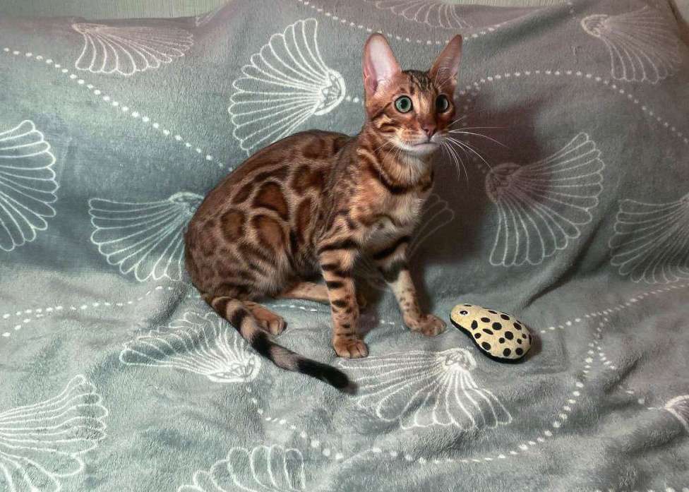 Кошки в Санкт-Петербурге: Бенгальский котенок, с документами Девочка, 30 000 руб. - фото 2