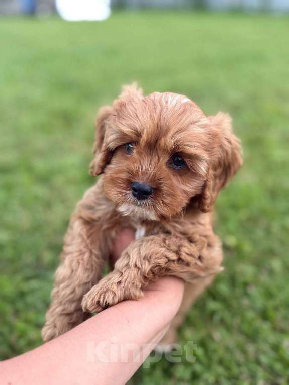 Собаки в Москве: Кавапу щенок мальчик Мальчик, Бесплатно - фото 5