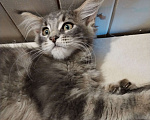 Кошки в Петрозаводске: Котята мейн-кун  Девочка, Бесплатно - фото 3