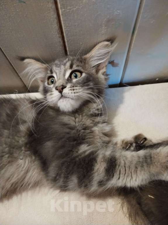 Кошки в Петрозаводске: Котята мейн-кун  Девочка, Бесплатно - фото 3