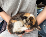 Кошки в Москве: Котенок-девочка в добрые руки Девочка, Бесплатно - фото 3