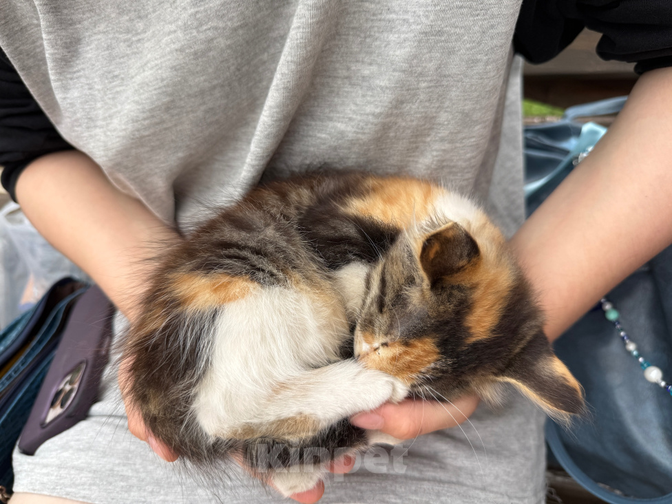 Кошки в Москве: Котенок-девочка в добрые руки Девочка, Бесплатно - фото 3