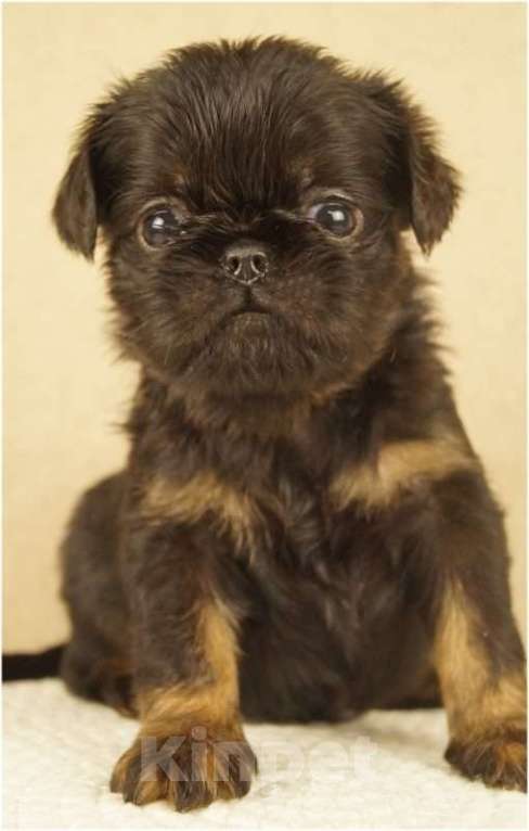 Собаки в Москве: ЗАЗОЙ Мальчик, 90 000 руб. - фото 2