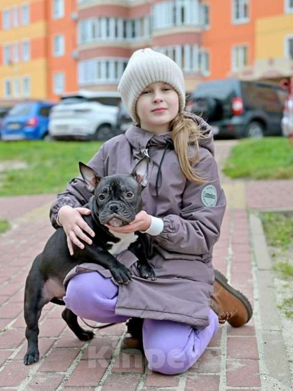 Собаки в Курске: Микро девочка булли Девочка, 100 000 руб. - фото 2