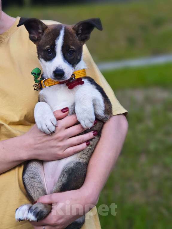 Собаки в Красногорске: Щенок Луна 2 месяца очень ждет родителей  Девочка, Бесплатно - фото 2