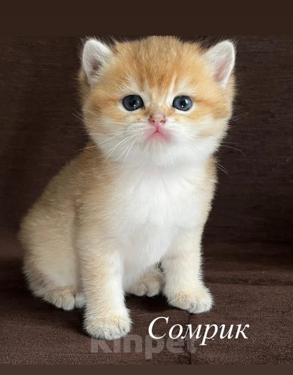 Кошки в Воронеже: Котята британской короткошерстной Мальчик, 23 000 руб. - фото 6