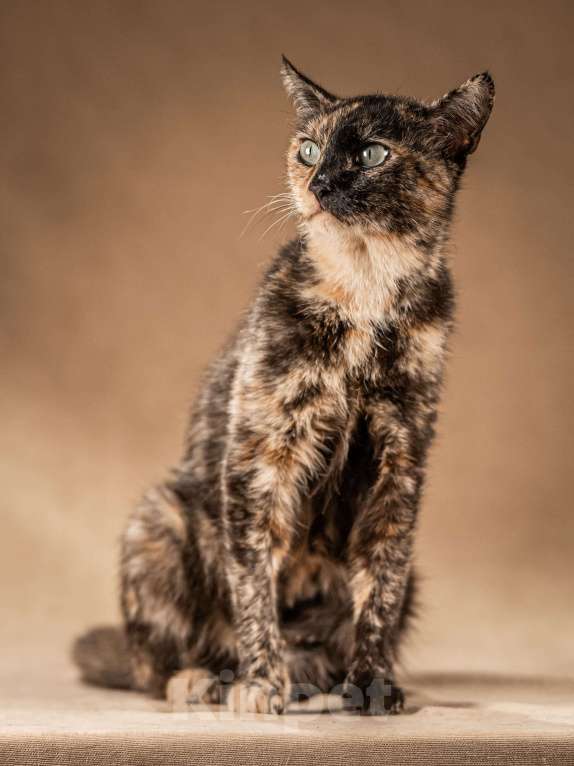 Кошки в Клине: Венеция — кошка в маске, полная контрастов Девочка, Бесплатно - фото 5