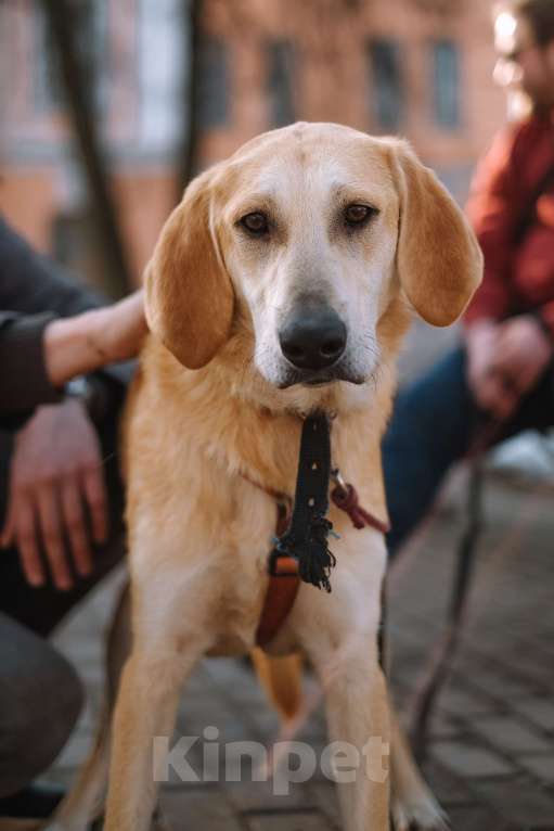 Собаки в Санкт-Петербурге: Рикки, гончая из приюта в добрые руки Девочка, Бесплатно - фото 3