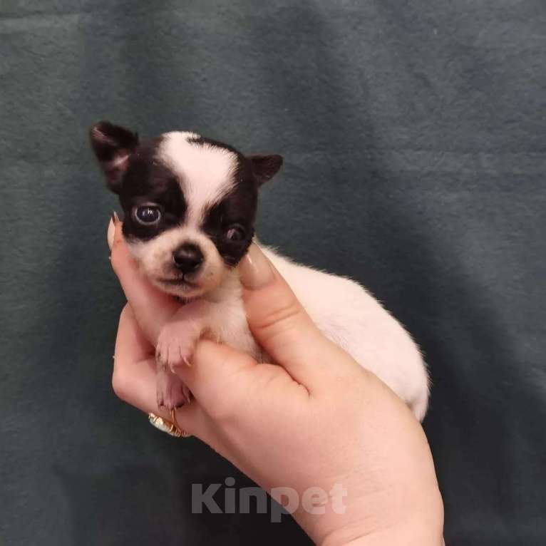 Собаки в Ростове-на-Дону: Микро крошки Чихуахуа Девочка, 20 000 руб. - фото 4