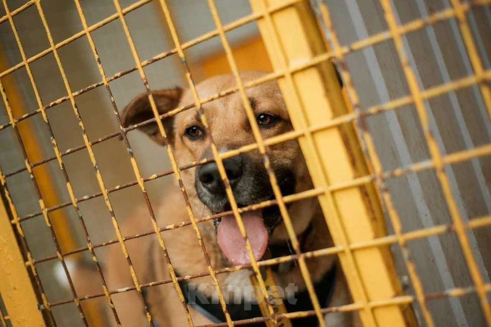 Собаки в Москве: Дружелюбный пес-компаньон Рэм ищет дом!  Мальчик, Бесплатно - фото 9