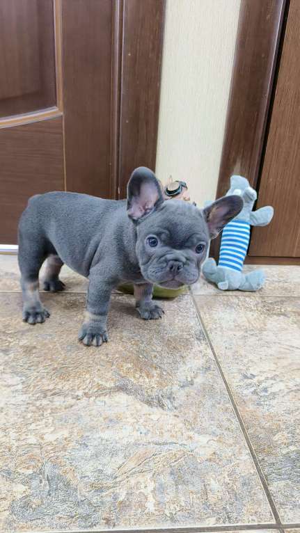 Собаки в Белореченске: Французский бульдог Девочка, Бесплатно - фото 3