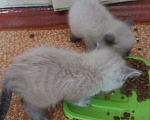 Кошки в Нерюнгри: Котята 1 месяц ищут хозяина Девочка, 1 руб. - фото 9