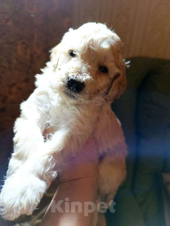 Собаки в Санкт-Петербурге: Пудель средний Мальчик, 90 000 руб. - фото 2