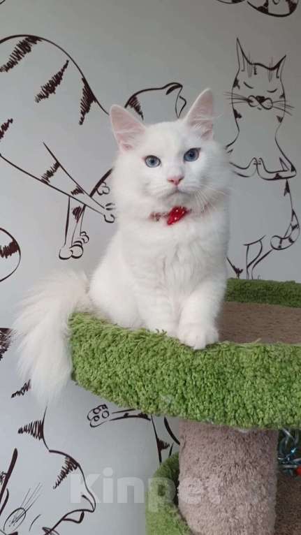 Кошки в Новосибирске: Aramis Мальчик, 50 000 руб. - фото 7