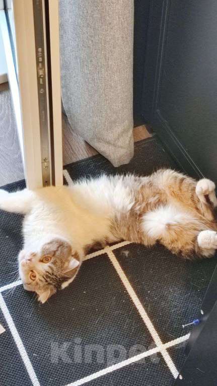 Кошки в Москве: Ищем брошенному на улице коту новых хозяев Мальчик, Бесплатно - фото 2