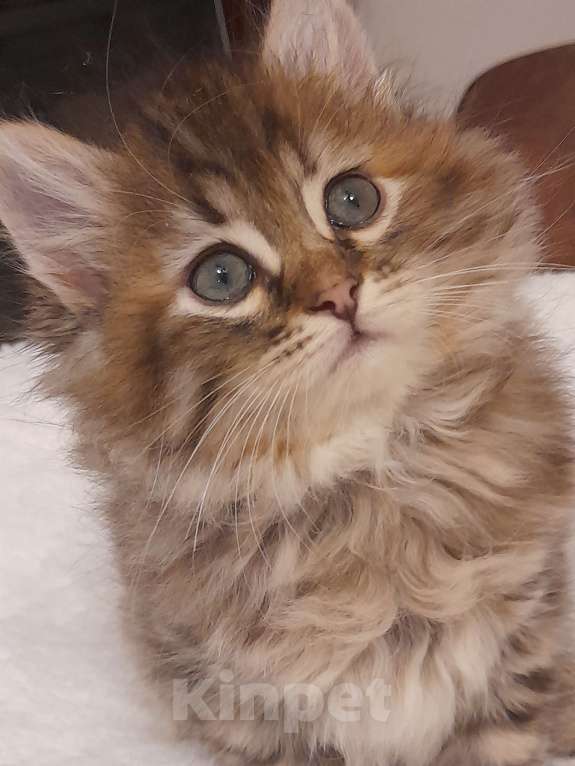 Кошки в Севастополе: Сибирский котенок девочка Девочка, 30 000 руб. - фото 2