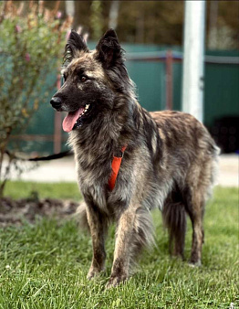 Пушистая красавица собака Дюша в добрые руки