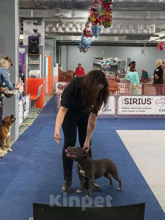 Собаки в Туле: Стаффорлширский бультерьер  Девочка, 60 000 руб. - фото 2