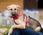 Собаки в Москве: Щенок Шэр – умный и любознательный! Ищет дом Мальчик, Бесплатно - фото 1