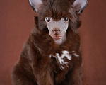Собаки в Одинцово: Шоколадная девочка кхс, мини Девочка, 70 000 руб. - фото 3