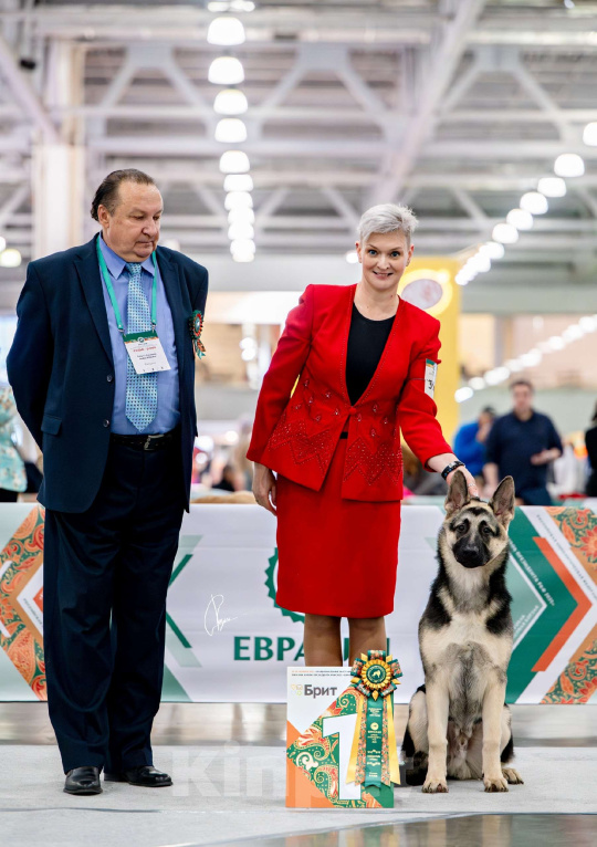 Собаки в Москве: Щенки Восточноевропейской овчарки Девочка, 65 000 руб. - фото 6