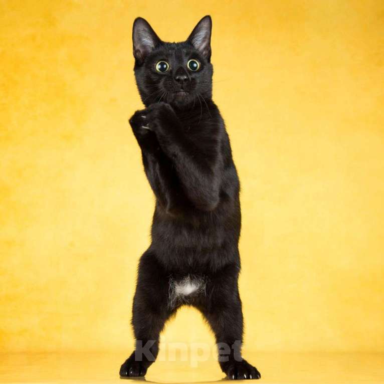 Кошки в Москве: Чёрная кошечка в добрые руки  Девочка, Бесплатно - фото 2