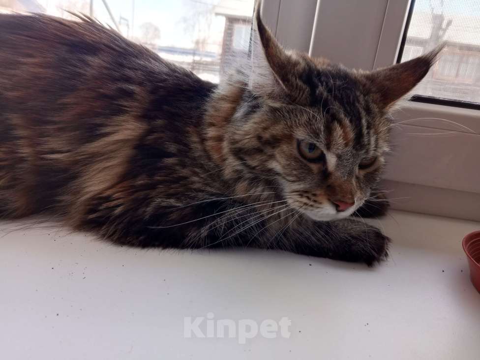 Кошки в Топке: Продам мейкун девочка Девочка, 6 000 руб. - фото 2