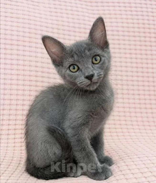 Кошки в Москве: Котёнок метис в добрые руки Мальчик, Бесплатно - фото 4