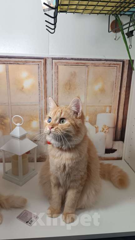 Кошки в Мурином: Отдаю в добрые руки Мальчик, Бесплатно - фото 1