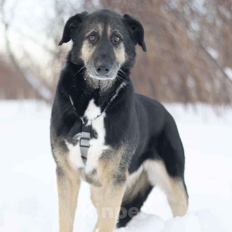 Собаки в Москве: Юта Девочка, Бесплатно - фото 2